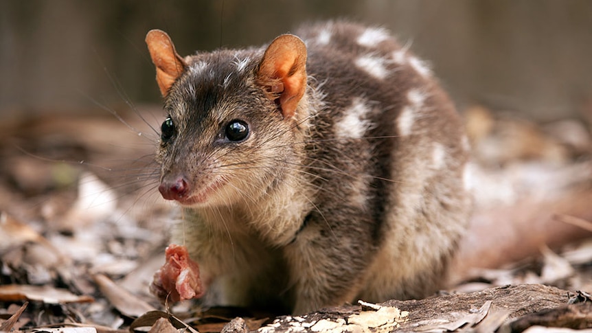 A quoll in Kakadu National Park