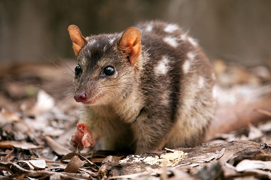 A quoll in Kakadu National Park