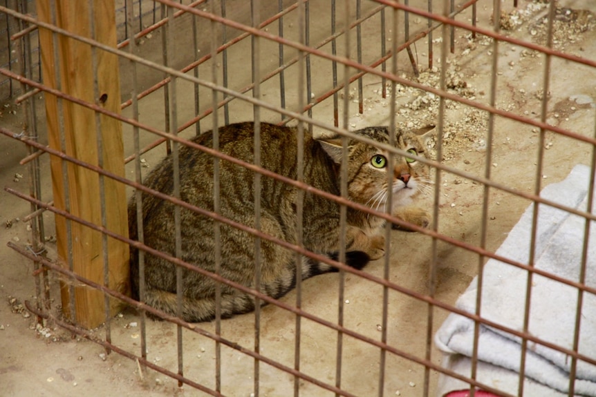 A feral cat cowers in a metal cage.