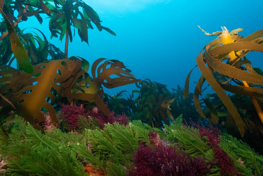 many multicoloured kinds of seaweed cover the ocean floor.