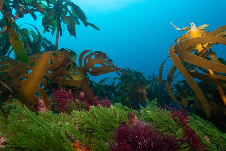 many multicoloured kinds of seaweed cover the ocean floor