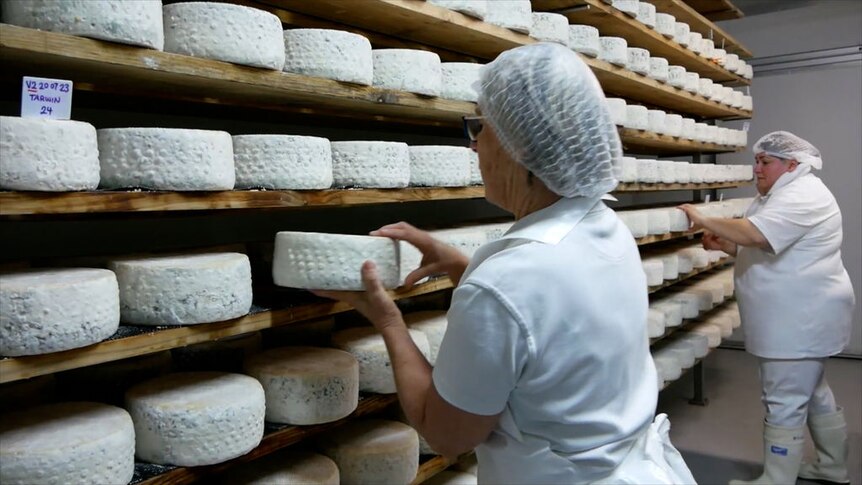 Premium Photo  Man is a cheese maker in the process of producing different  varieties of cheese in the industry milk cheese making