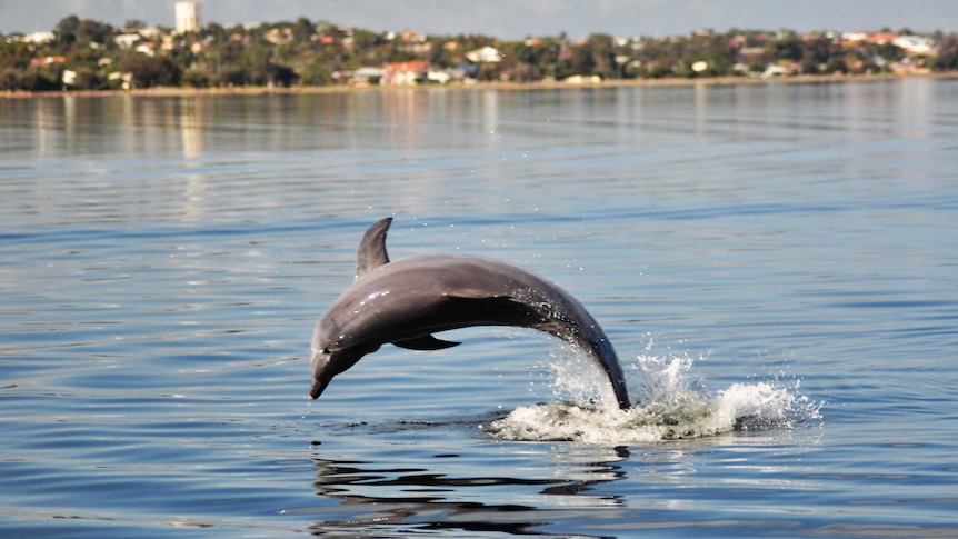 Bottlenose dolphin at Leschenault Estuary, Bunbury