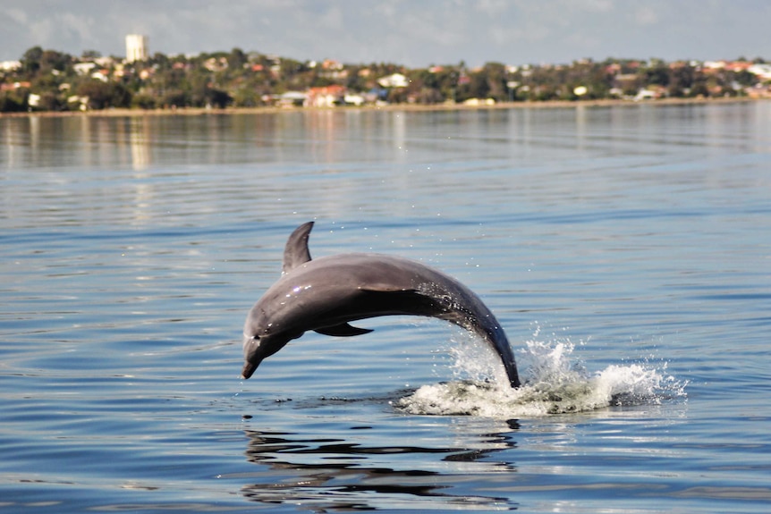 A bottlenose dolphin jumps out of the water at Leschenault Estuary in south-west WA.