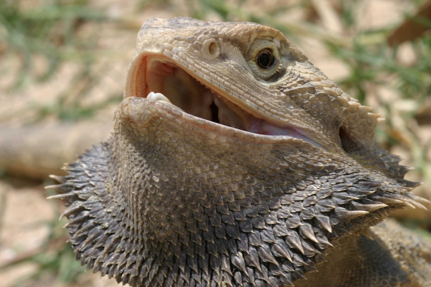 Central bearded dragon (Pogona vitticeps) in an arid environment