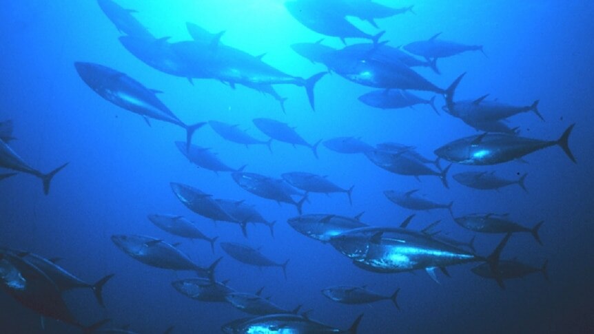 Where are the fish biting in Tasmania this weekend? - ABC listen