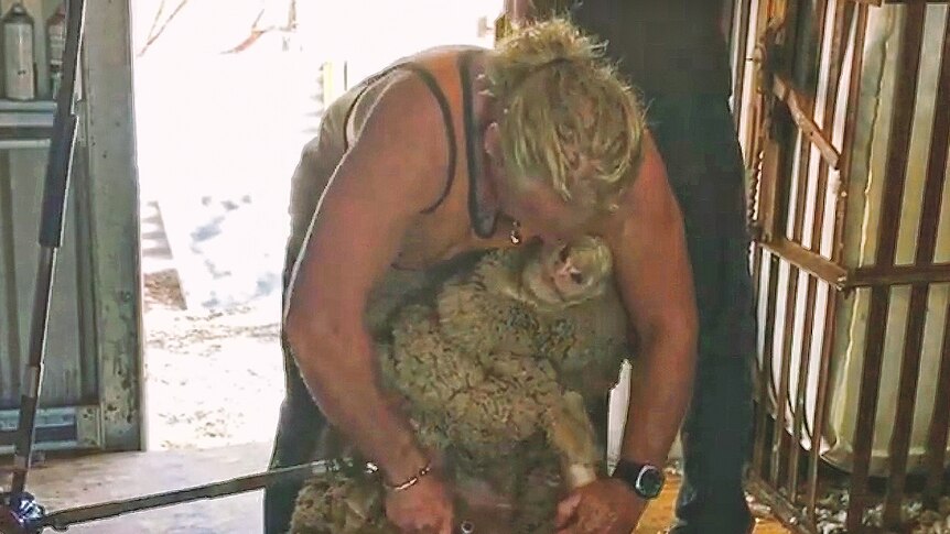 Murray Davidson shearing a sheep when he was younger.