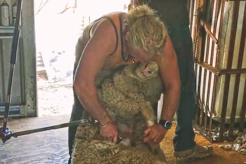 Murray Davidson shearing a sheep when he was younger.