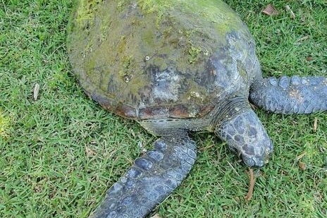 A turtle with algae on its shell lying on some grass.