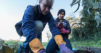 Twon women, Dr Alison Towerton and Vanya Jha crouching down setting a fox trap at Camden in Sydney.