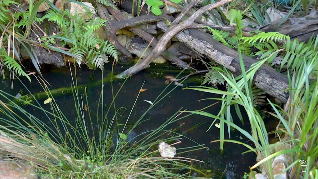 Pondering Frogs - Gardening Australia