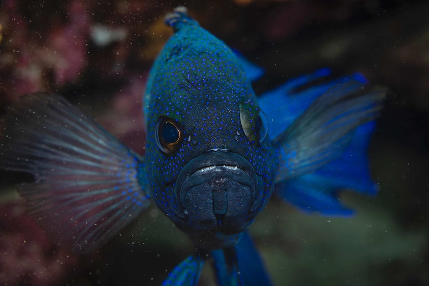 A blue fish looks at the camera.