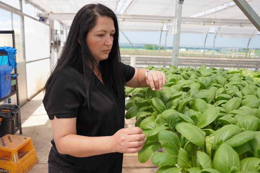 A dark-faired woman in a black shirt picks over masses of small, leafy green plants inside a large greenhouse