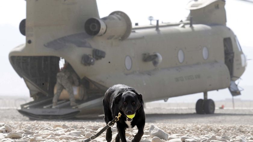 Sabi the Explosive Detection Dog