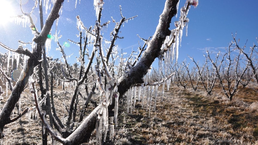 Black frost on orchard trees.