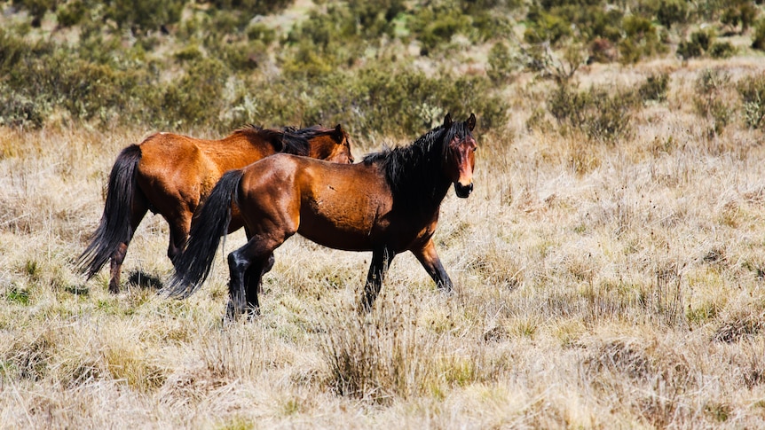 two brumbies walking along in long grass within a national park