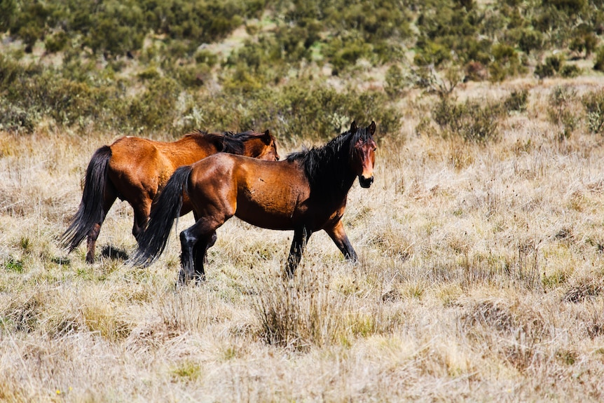 two brumbies walking along in long grass within a national park