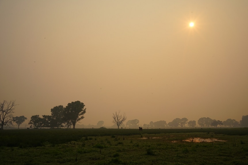 A smokey haze sits in the sky over a paddock with a grazing cow in Longford.