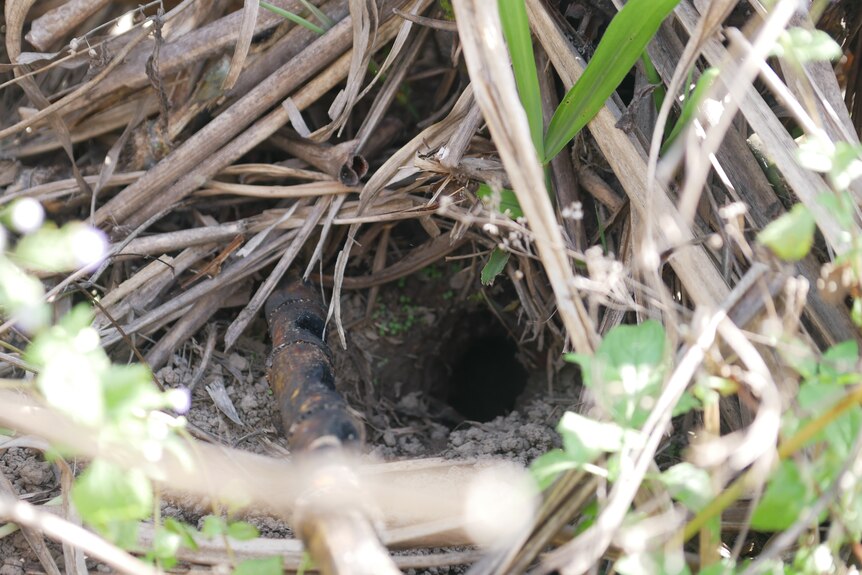 A hole under sugar cane which has been dug out by a rat. 