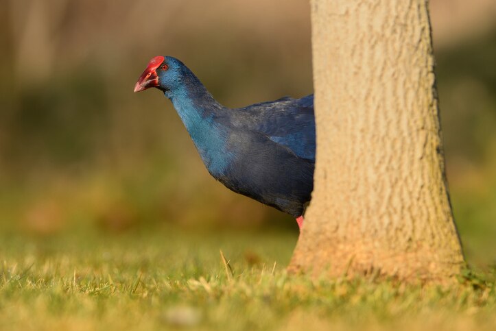 A swamphen peaking out from behind a tree.