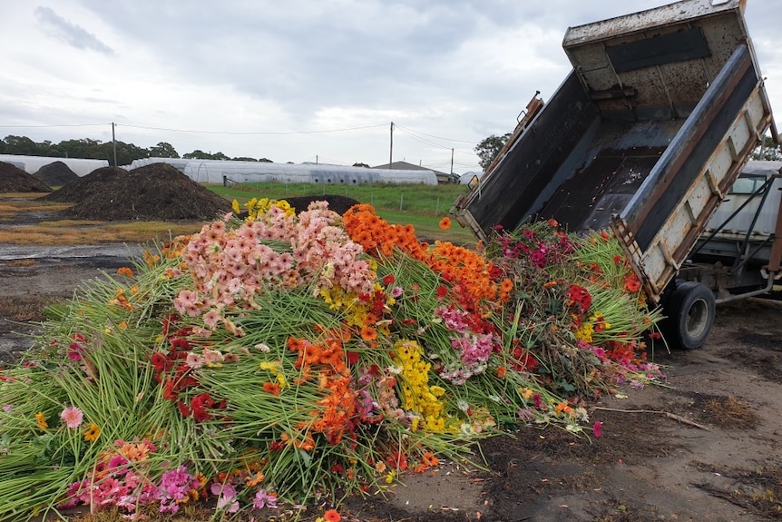 Tipper truck is dumping a large pile of colourful gerbera flowers on the ground