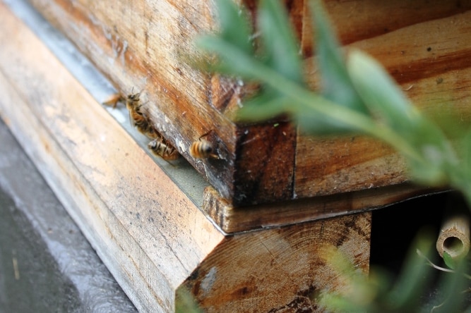 Bees flying out of a wooden bee hive