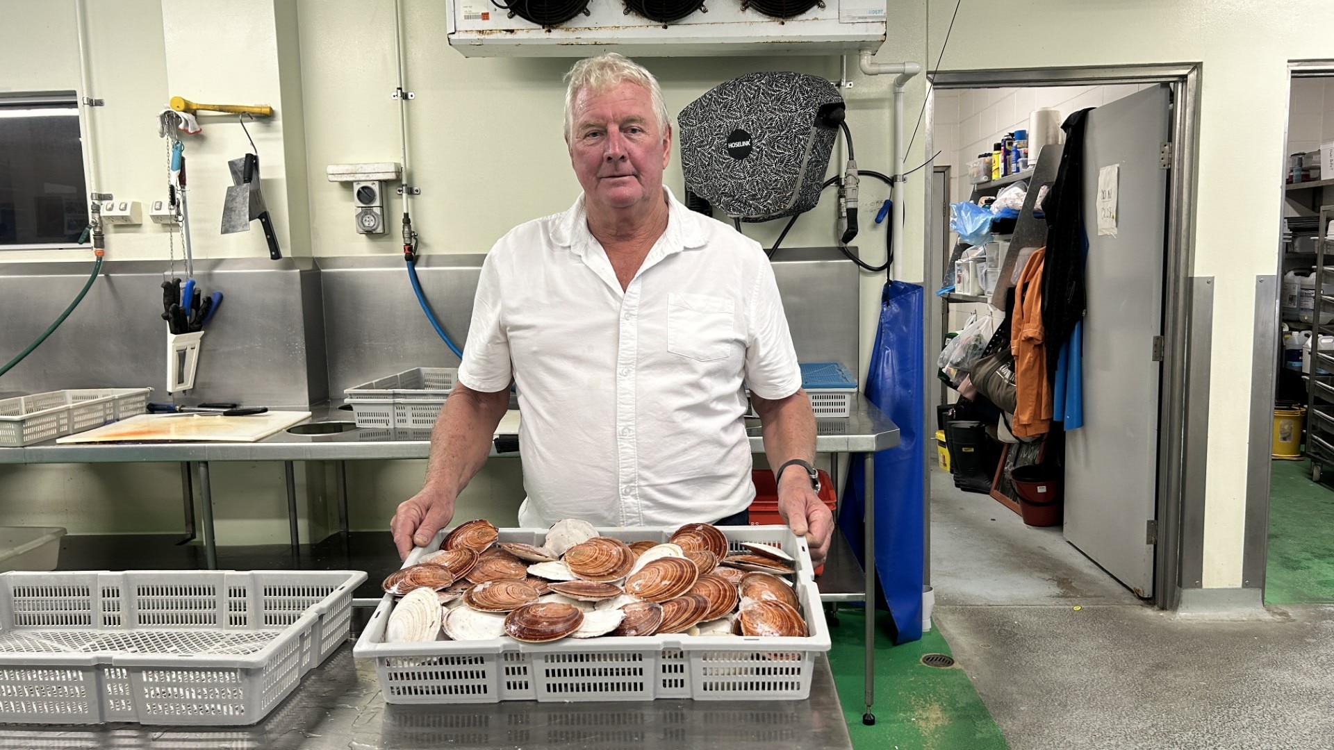 Scallop fishers throw catch overboard as Queensland trawling ban extended