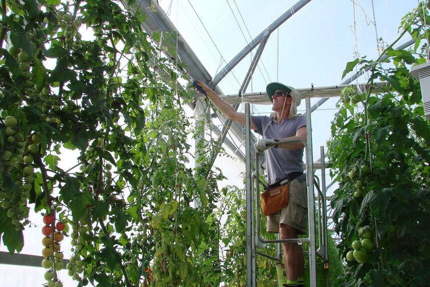 andrew hart tomato grower in greenhouse