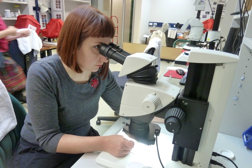 Amber Beavis examines specimens using a microscope