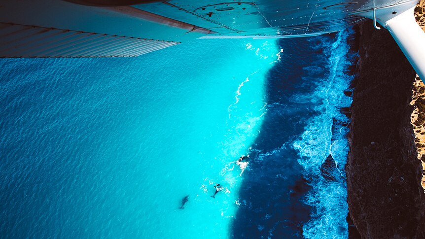 Whales seen from above swimming near cliffs through the window of a plane.