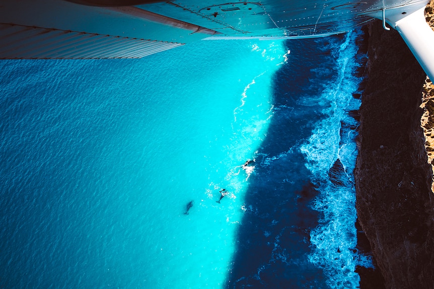 Whales seen from above swimming near cliffs through the window of a plane.