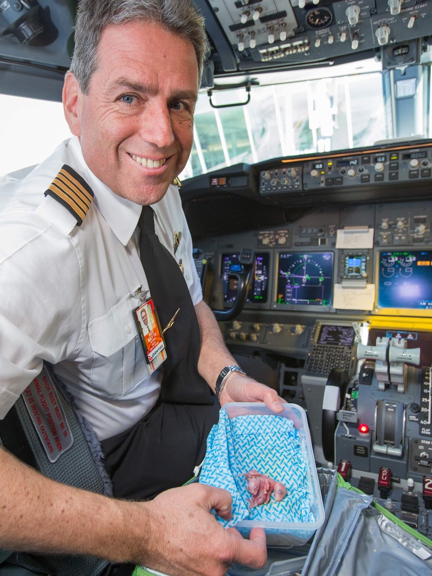 Pilot Nathan Koch holds a humidicrib with wallaby joeys in the cockpit of a domestic flight at Canberra airport.