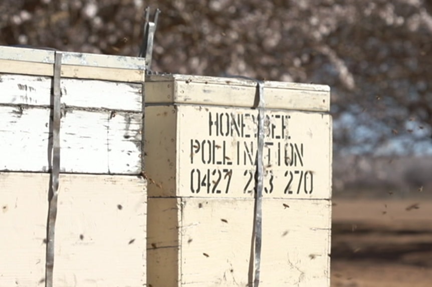 Beehives in an orchard