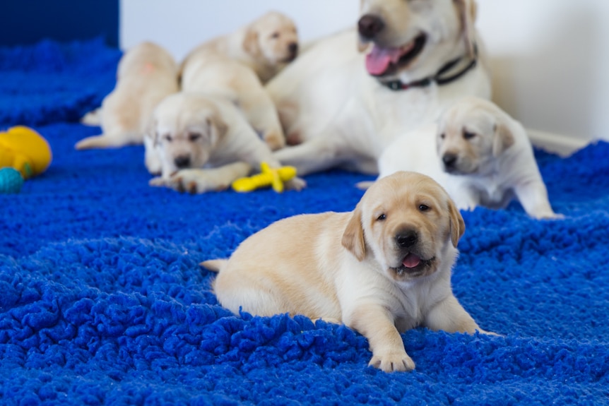 One of the puppies takes a rest on the play mate in Bald Hills.