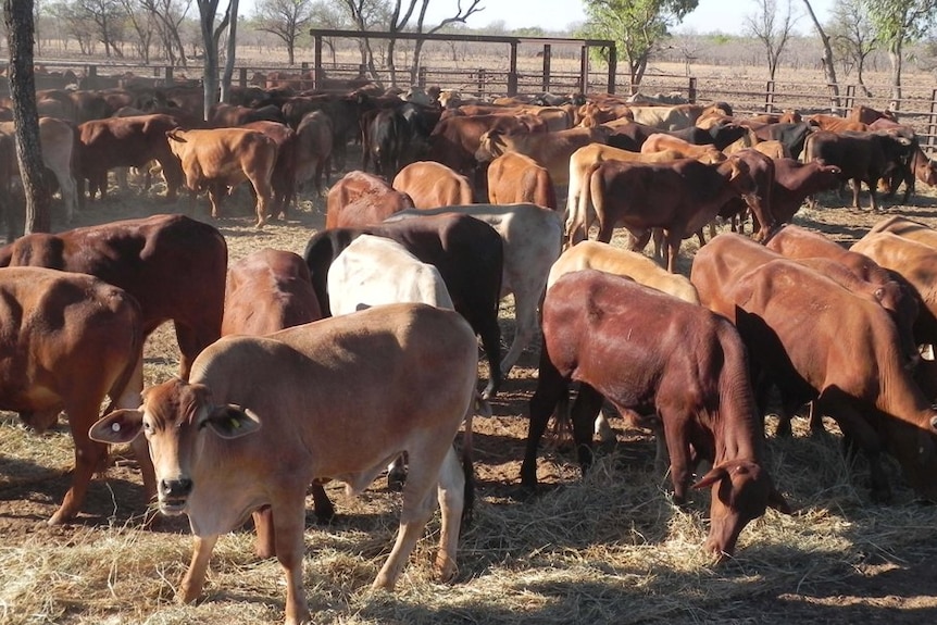 A mob of steers in a holding pen at Hodgson River Station