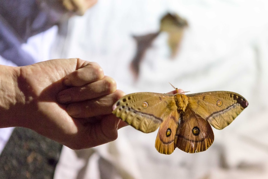 A suite of moths were found in the Bioblitz