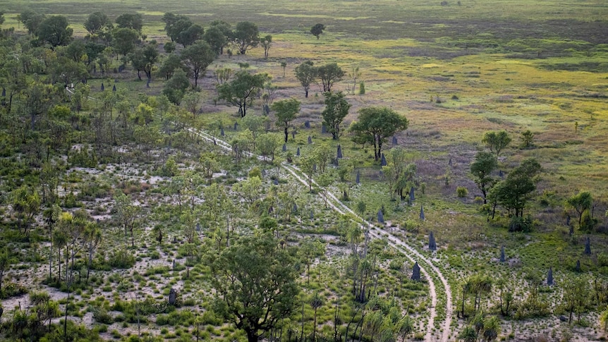 A dirt track winds through trees and ant beds in Kakadu National Park.