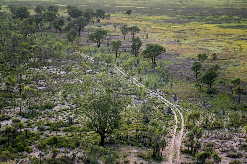 A dirt track winds through trees and ant beds in Kakadu National Park.