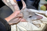 A close-up of a bilby. It's sitting in a fabric pouch and being held by a human hand.