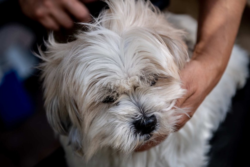 A little white dog being held and brushed.