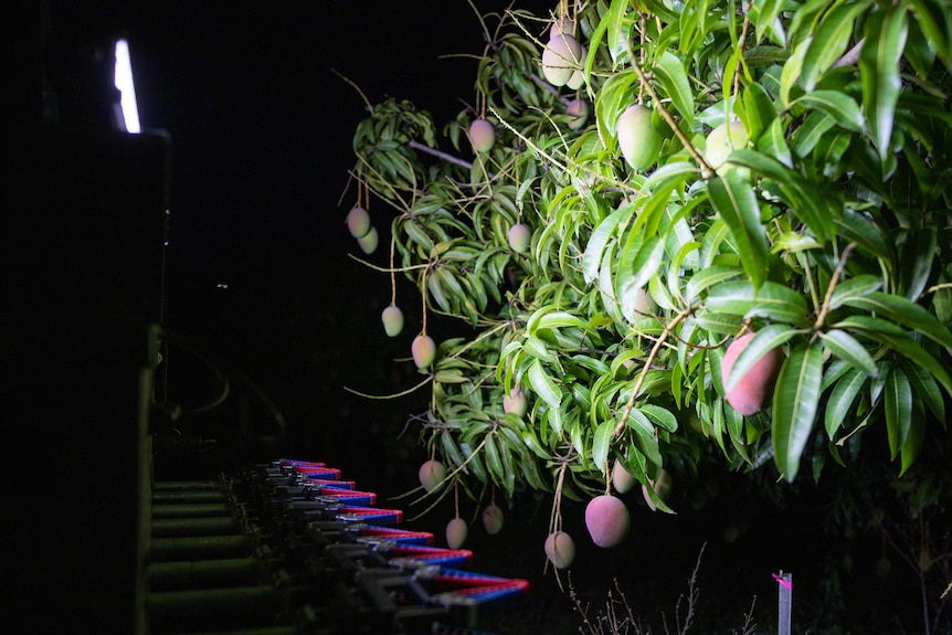 A robot that harvests mangoes from trees, at night, tree is brightly lit with mangoes hanging, a machine has purple triangles. 