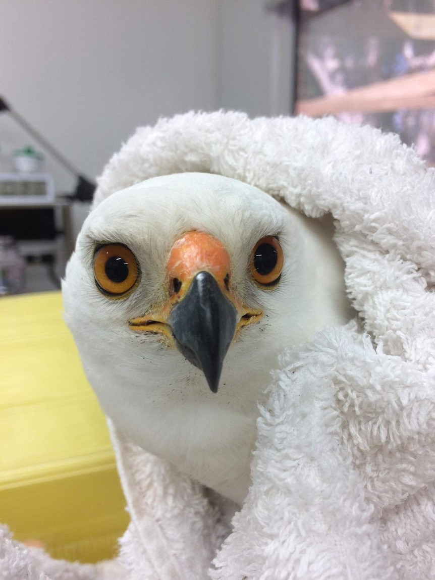 Grey Goshawk with towel around it