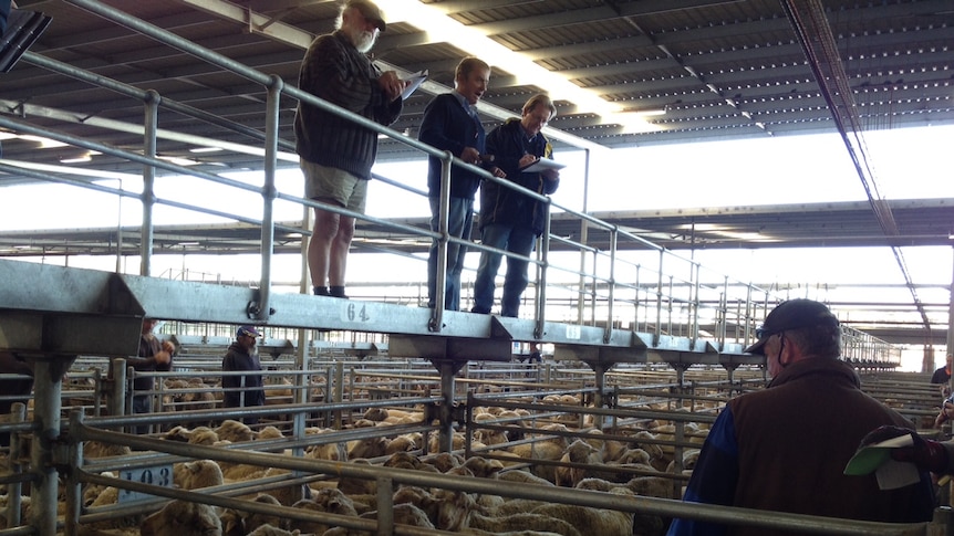 Record sheep sale for Muchea