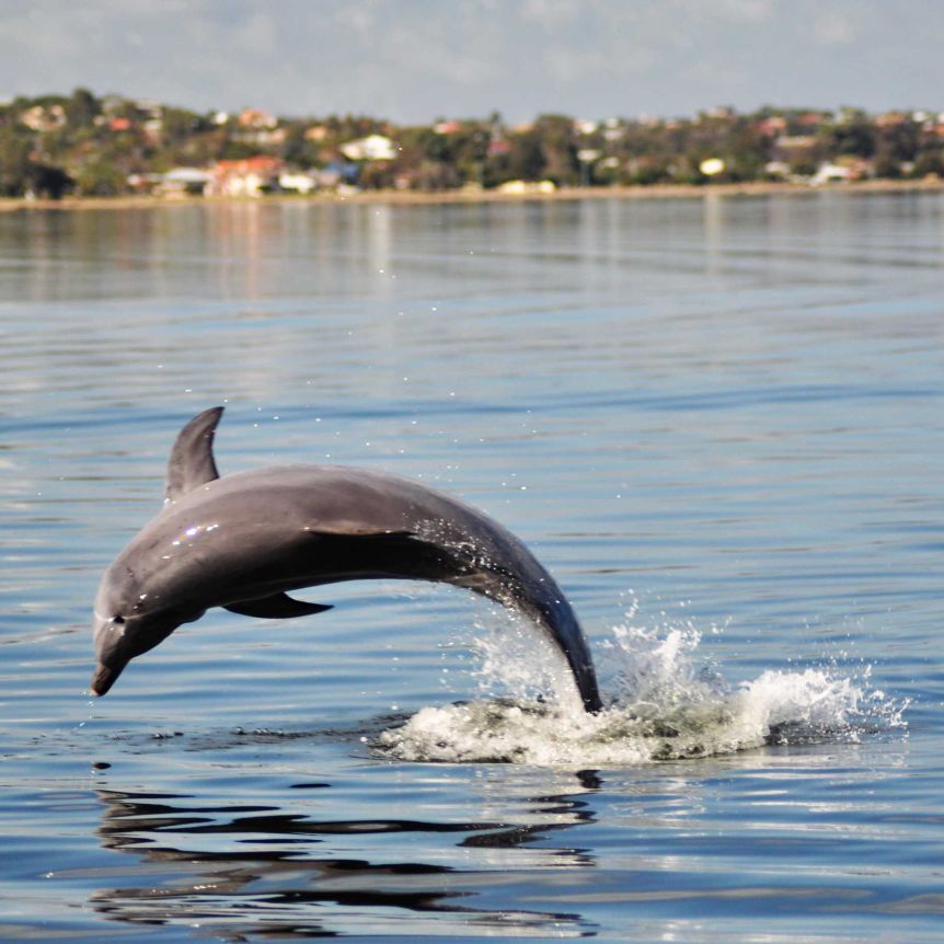 A dolphin leaps from the ocean in Bunbury