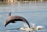 A dolphin leaps from the ocean in Bunbury