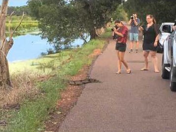 People taking photos of a crocodile at Fogg Dam, NT