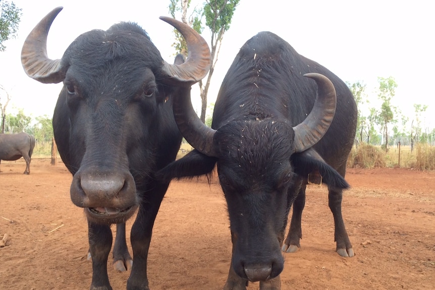 Two buffalo looking closely at the camera