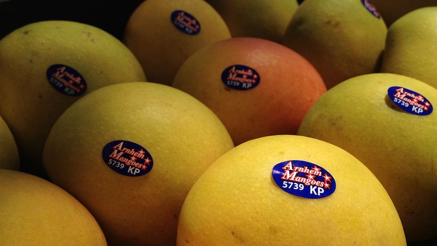 Climate change may move Australia's mango growing regions