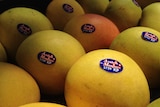 A tray of bright yellow mangoes.