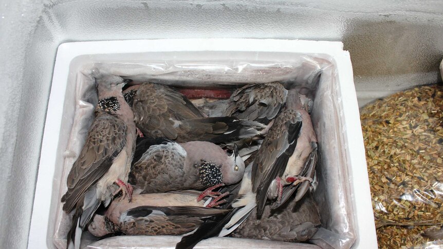 A close shot of a box of dead grey birds in a freezer